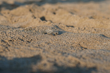 Fototapeta na wymiar Newborn sea turtle cub crawls along the sandy shore in the direction of the ocean to survive.