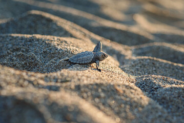 Newborn sea turtle cub crawls along the sandy shore in the direction of the ocean to survive.