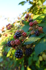 Rubus armeniacus, the Himalayan blackberry or Armenian blackberry, is native to Armenia and Northern Iran, and widely naturalized elsewhere.
