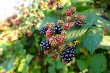 Himalayan blackberry stems (often called canes) are large, thick, arching, star-shaped in cross-section, and have big thorns.