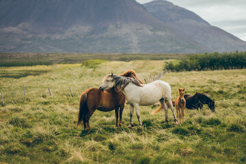 Iceland wild horse