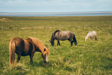Iceland wild horse