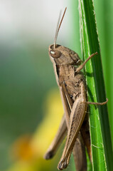 A ginger grasshopper is sitting on a green leaf. Summer insect predator close up.