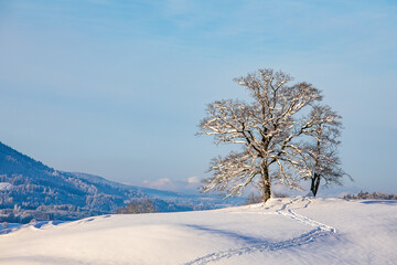 Winter - Schnee - Allgäu - Baum - Schöllang - Oberstdorf - Alpen