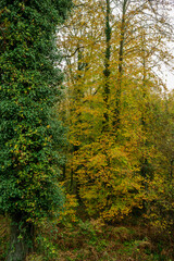 Forest with trees laden with green and yellow leaves in autumn