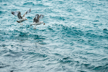 Seagulls collecting food in the somewhat choppy sea of the bosphorus strait in turkey