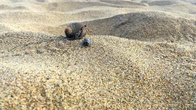 Dos cangrejos ermita&ntilde;os frente a frente y caminando por la arena en la playa. Pie de la cuesta, Acapulco M&eacute;xico.