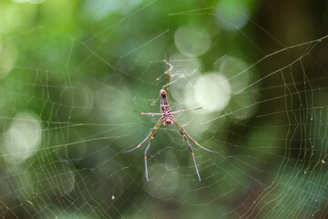 aranha fotografada nas cataratas de iguaçu, em foz do iguaçu - PR