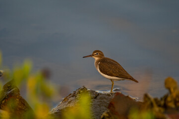 Fototapeta premium Spotted Sandpiper Water Background