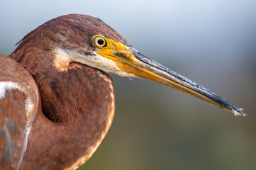 Portrait of Juvenile Tricolored Heron