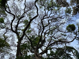 tree and sky
