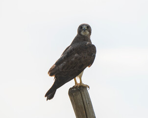 Swainson Hawk Prairie