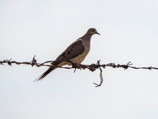 Mourning Dove on wire