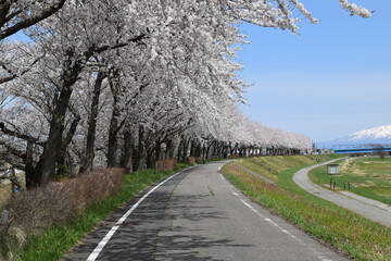 赤川の桜並木 約300本の桜が1.5kmに渡り連なる