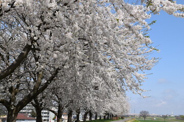 赤川の桜並木 約300本の桜が1.5kmに渡り連なる