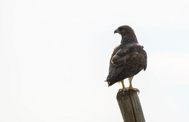 Swainson Hawk Prairie