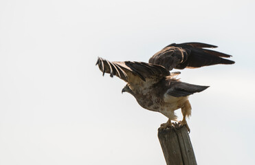Swainson Hawk Prairie