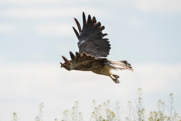 Swainson Hawk Prairie