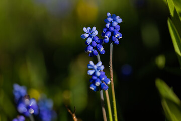 Muscari Hyacinth blue flowers grow on a flower bed in spring