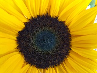 Obraz premium close up of sunflower