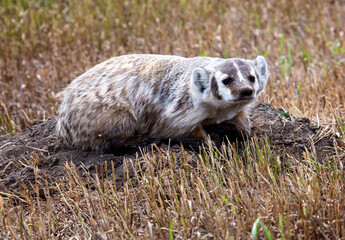 Close Up Badger
