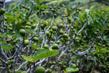 fig tree with its delicious fruits
