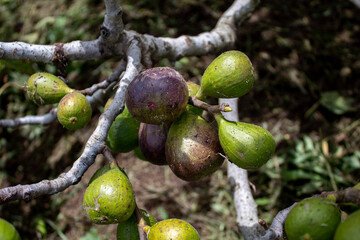 fig tree with its delicious fruits