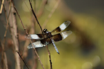 dragonfly on a branch