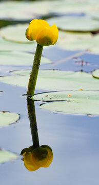 water lily flower