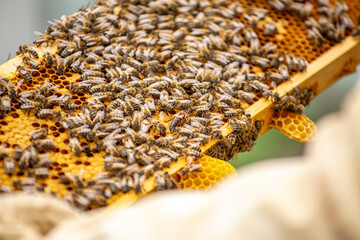 Bees on the honeycomb, background. Honey cell with bees. Apiculture. Apiary. Wooden beehive and bees. beehive with honey bees, frames of the hive, top view. Soft focus