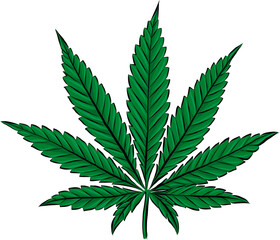 Sketch of Marijuana leaves, cannabis on white background