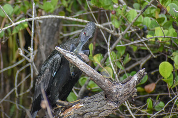 Anhinga catches a fish and.kills it.