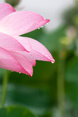 After the rain, the lotus with water drops on the green lotus leaves