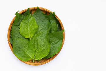 Tree Basil leaves (Ocimum gratissimum) in bamboo basket on white background.