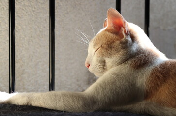 Gato relajándose en tarde soleada con una pared y reja de fondo, acercamiento del gato, retrato