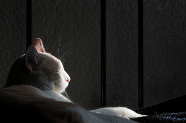 Gato relajándose en tarde soleada con una pared y reja de fondo, acercamiento del gato, retrato
