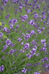 ラベンダーの花