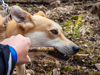 Obraz premium The dog pulling stick. Beautiful ginger dog, close-up portrait of red male walking in a forest. Winter time. . Copy space