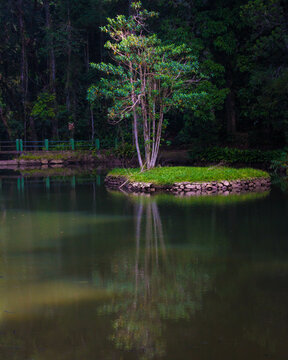 The Tijuca National Park In Rio Mirror Tree