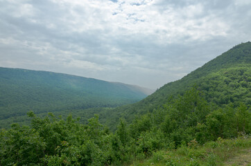 forest in the Cape Breton