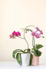 Vertical closeup of pink and purple phalaenopsis orchids in pots on white shelf against beige wall