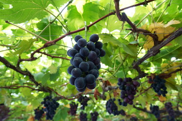 たわわに実ったブドウ　藤稔