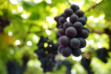 たわわに実ったブドウ　藤稔