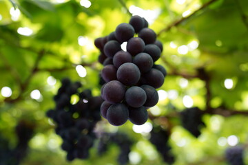 たわわに実ったブドウ　藤稔