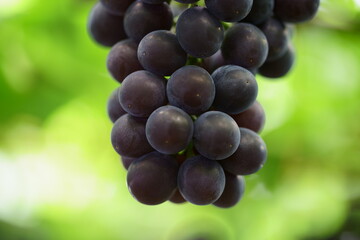 たわわに実ったブドウ　藤稔