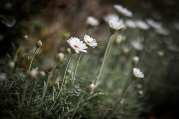 White flowers