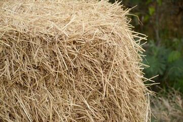 close up dry straw texture