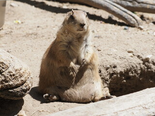 Chubby Prairie dog
