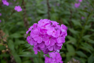 flowers in the garden