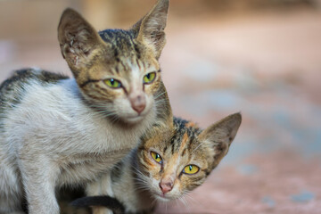 close up of a cat